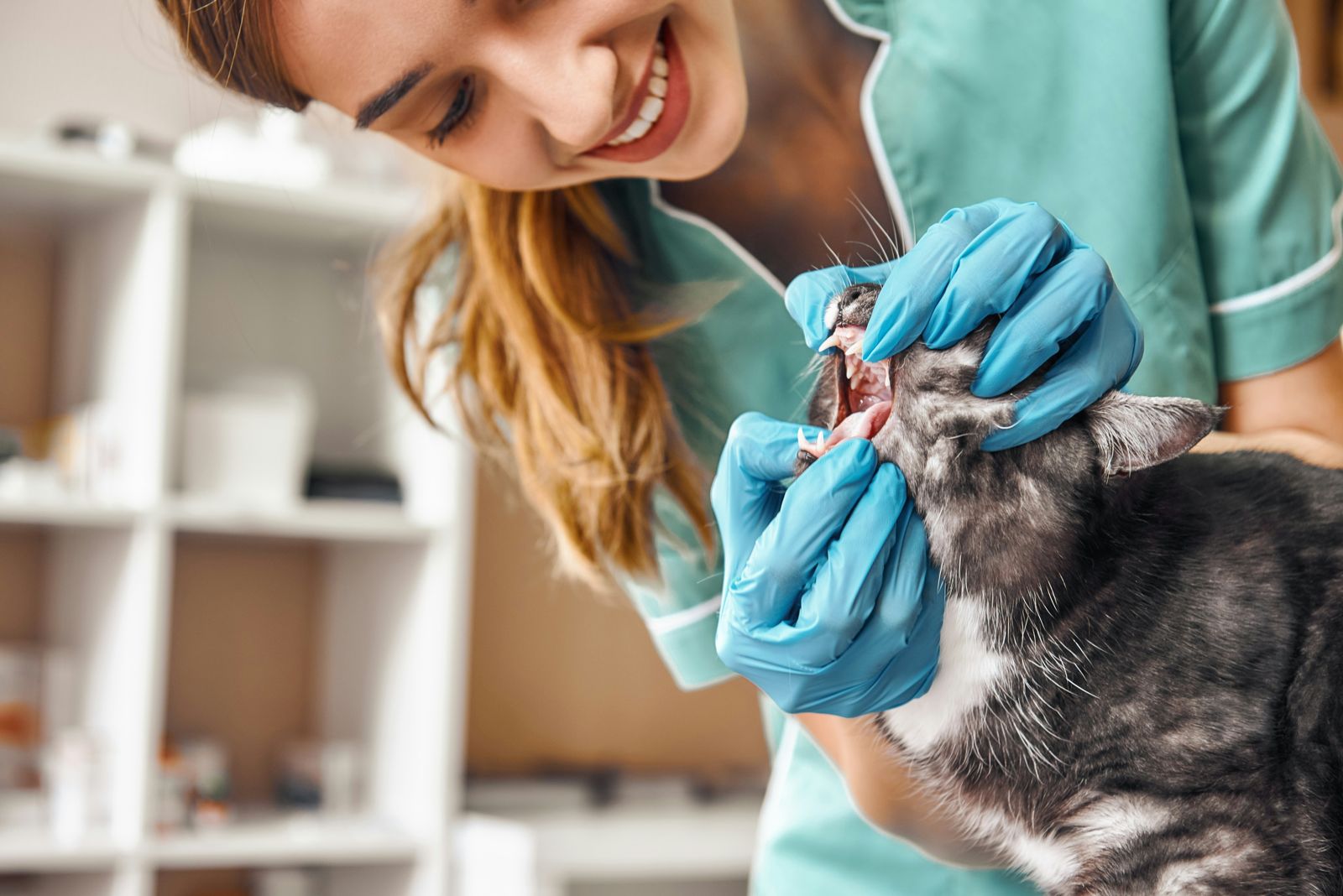 A vet nurse in blue gloves checking a cat's teeth