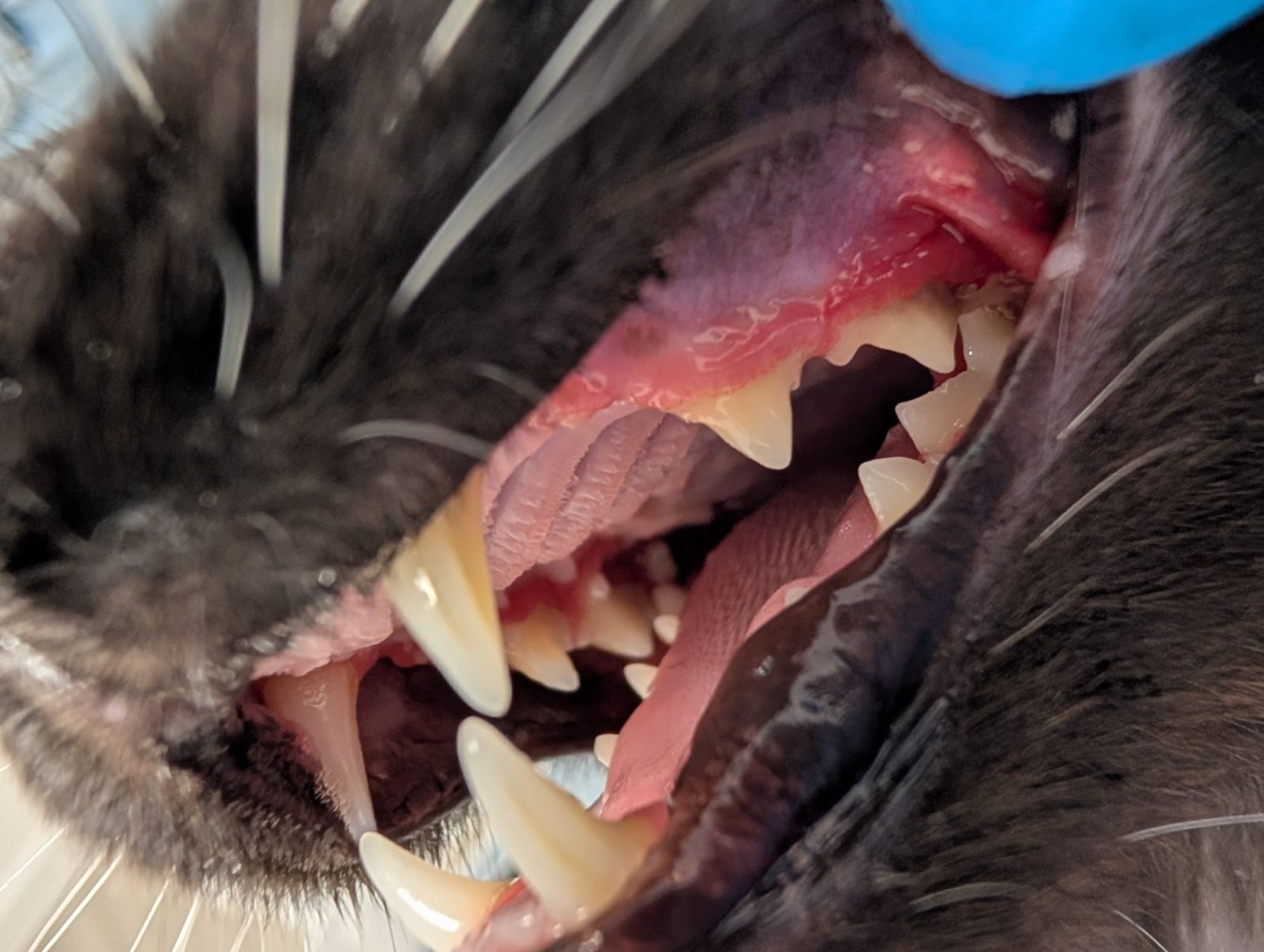 A cat's mouth with red, inflamed gums and tartar on the teeth