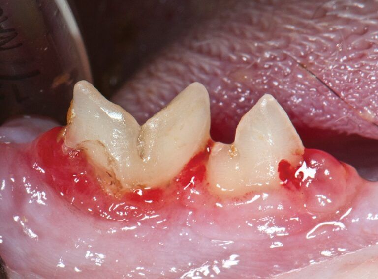 A cat's teeth with resorptive lesions eating into the tooth at the gumline