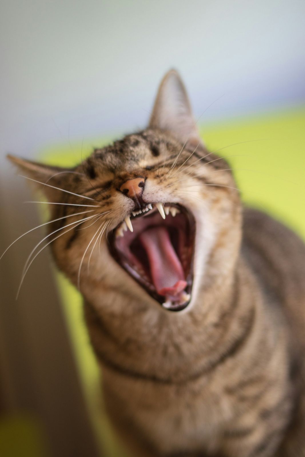 A tabby cat yawning, showing its teeth