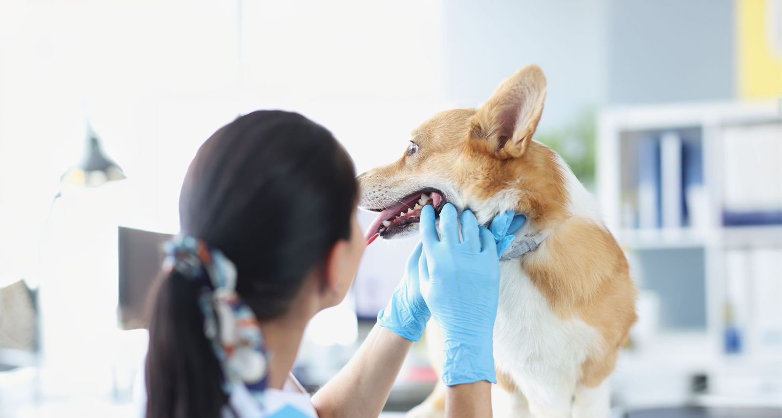 A vet nurse in blue gloves checking a dog's teeth