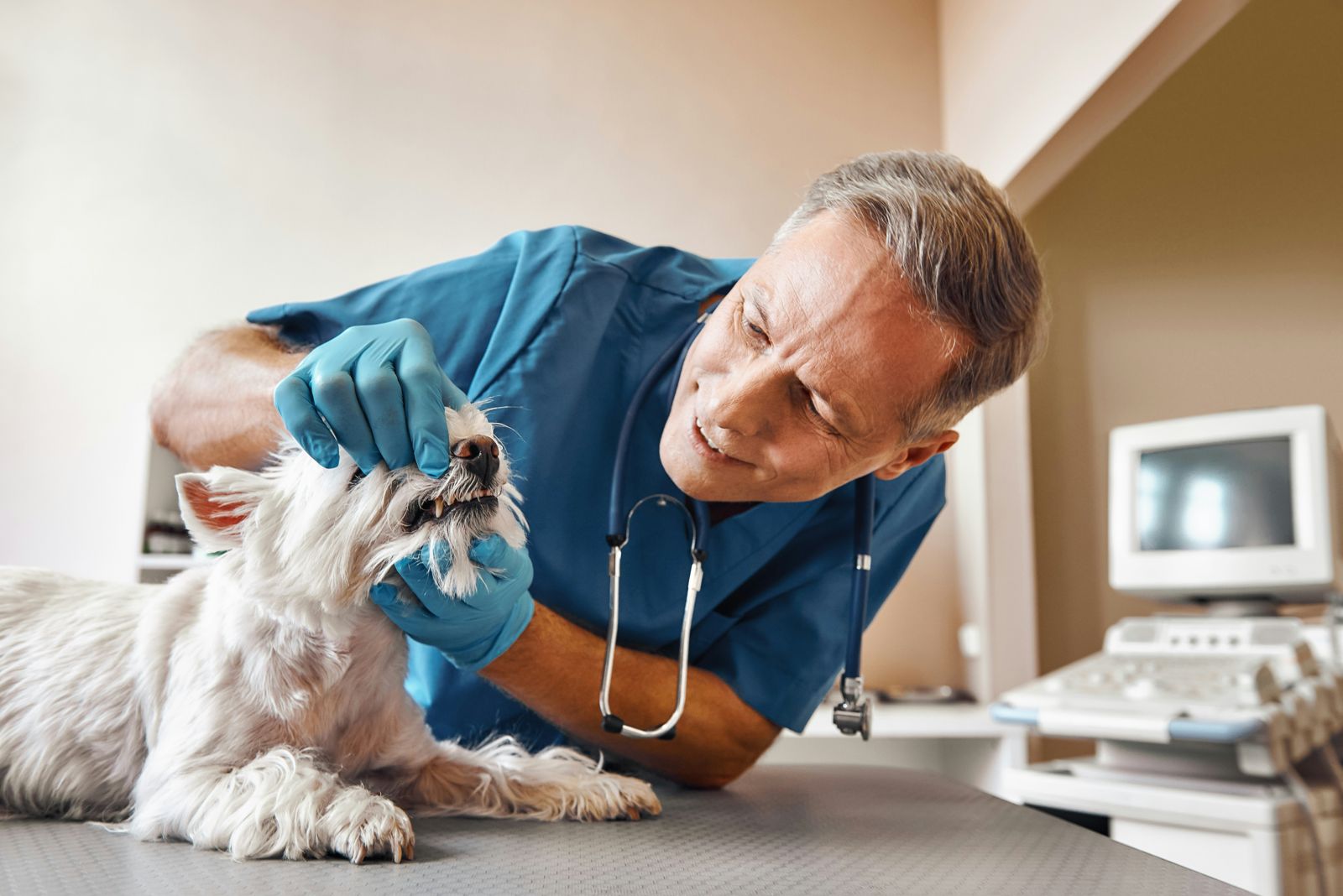 A vet examining a small white dog on a clinic table