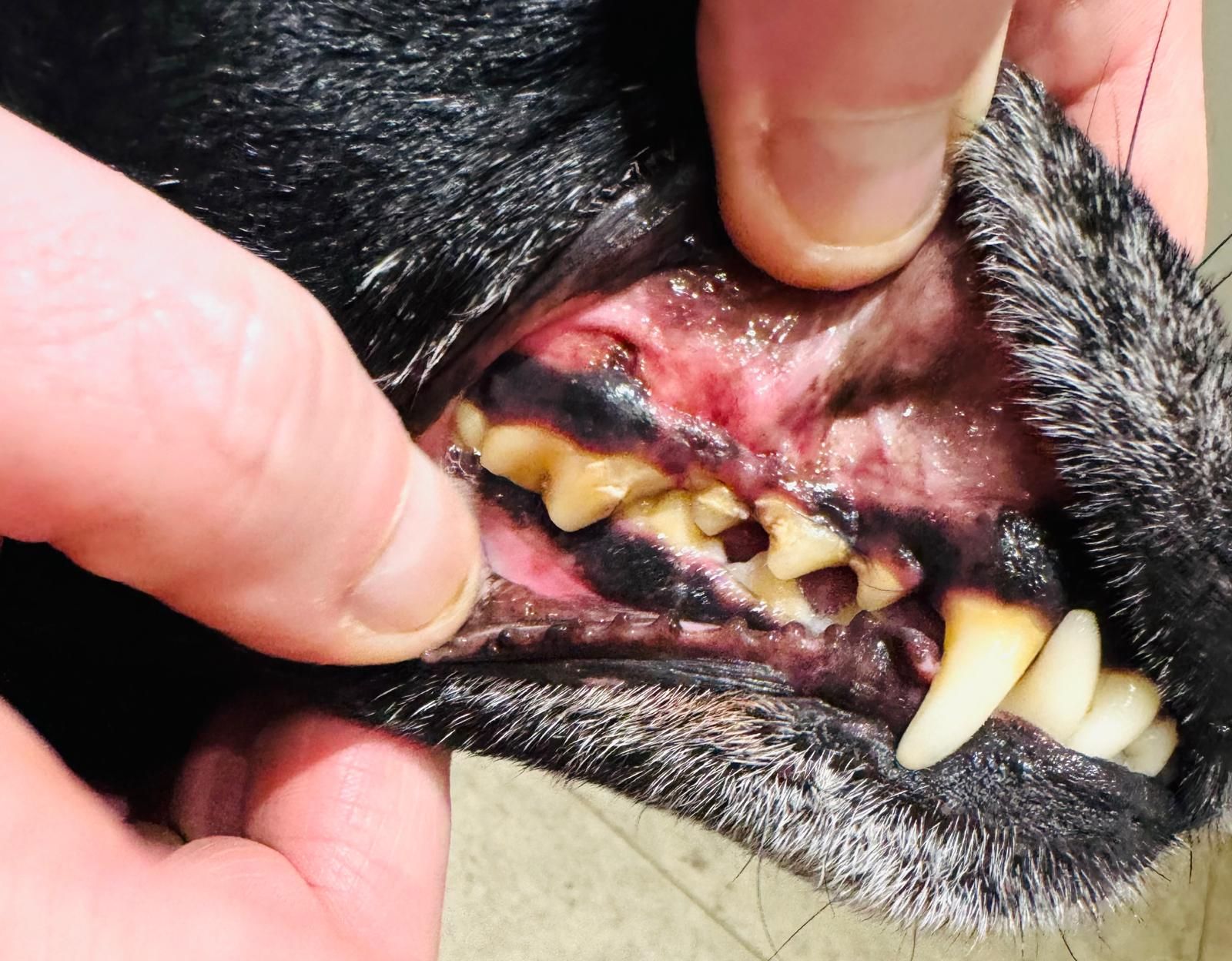 A dog's teeth with heavy brown tartar and red gums