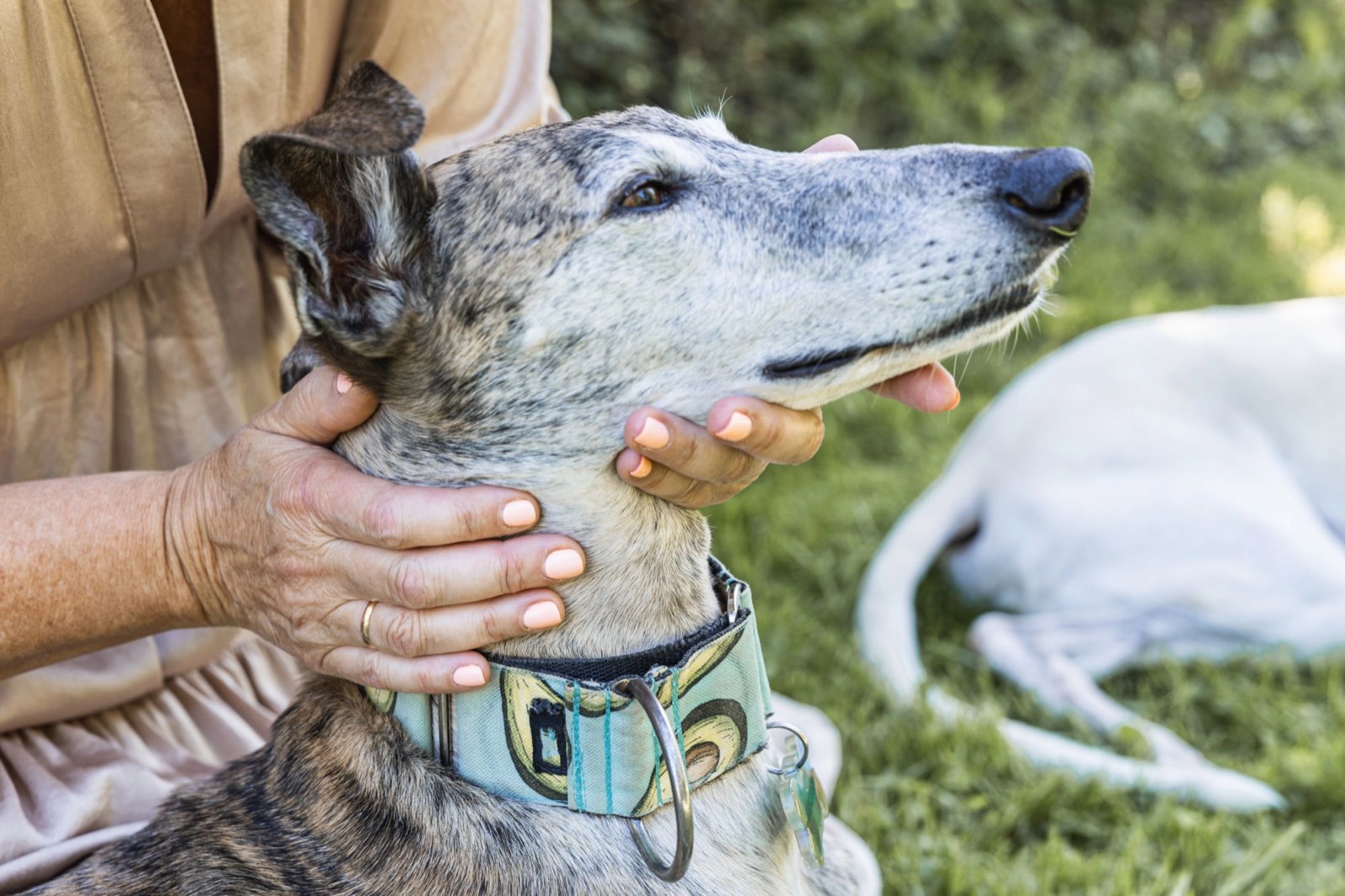 An older brindle Greyhound having its chin and neck stroked by its owner