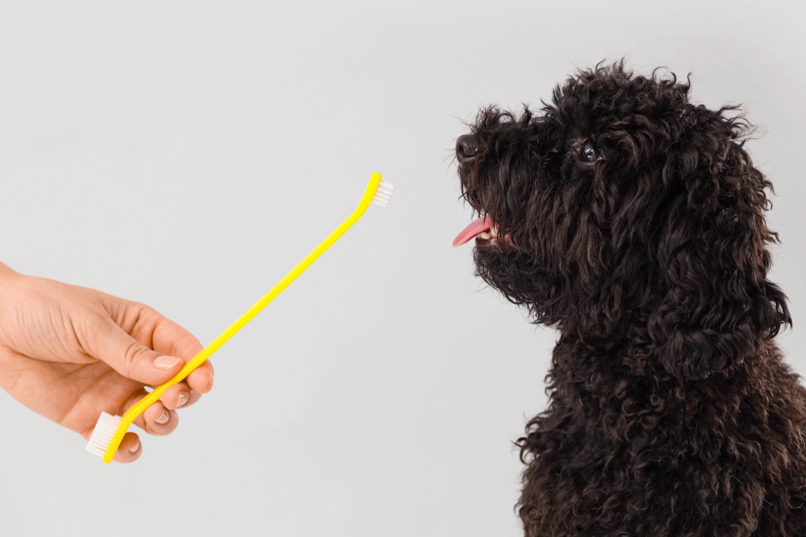 A small black curly-coated dog looking up at a dog toothbrush held out to it