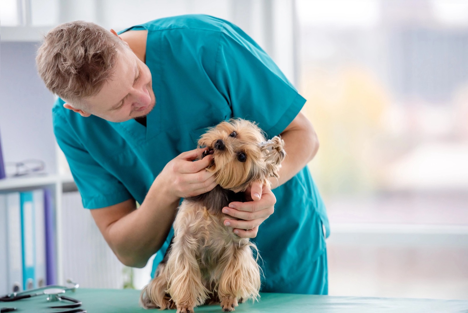 A vet in teal scrubs checking a Yorkshire Terrier's teeth