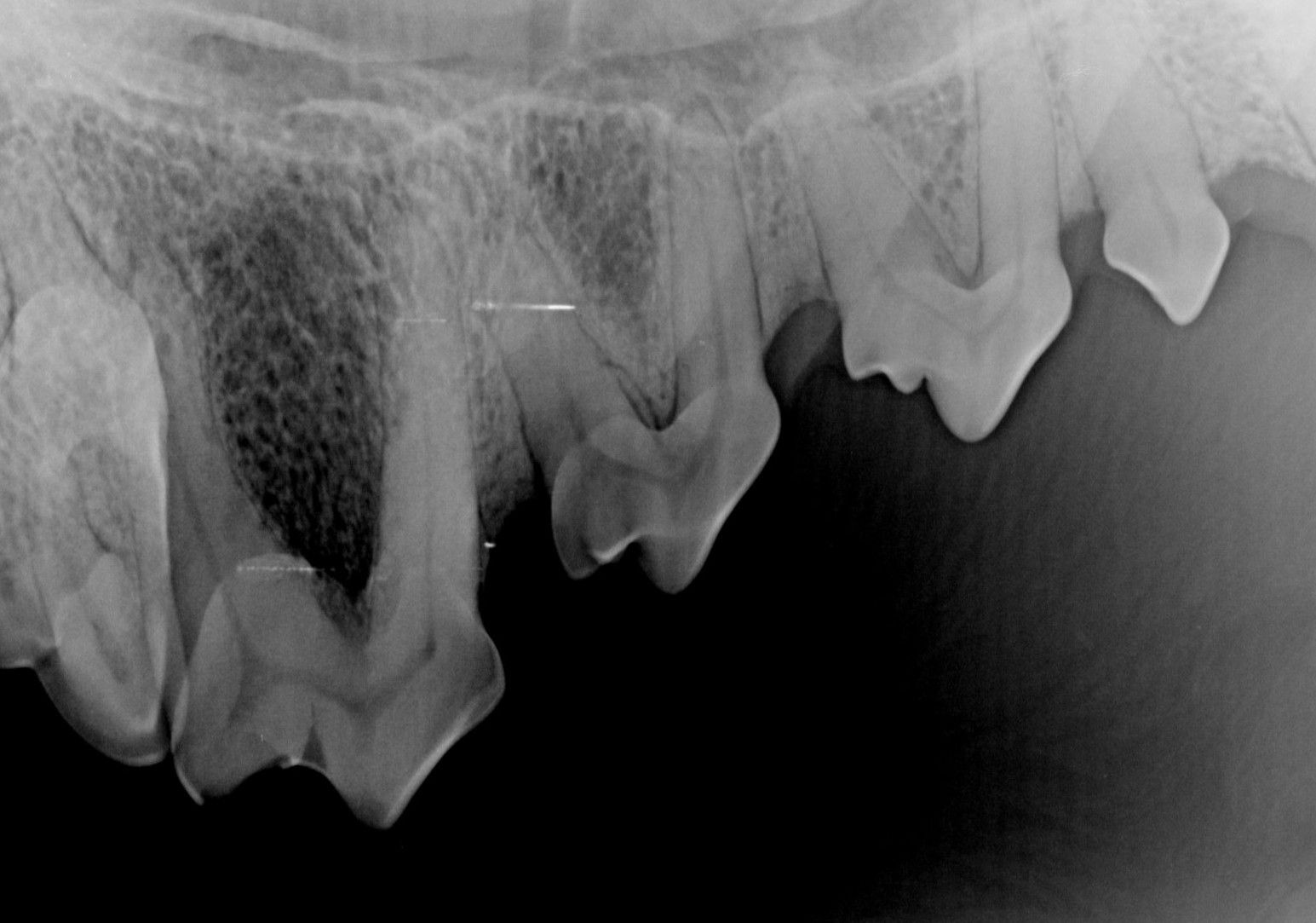A dental X-ray of a dog's teeth, showing the roots inside the jaw bone