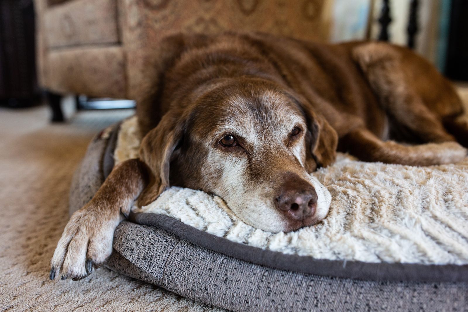 An older dog resting on a dog bed