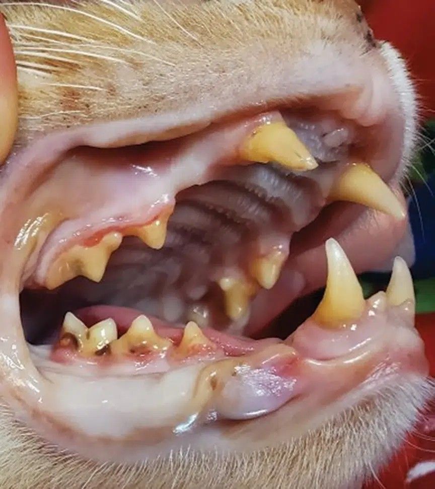 A cat's open mouth with tartar and inflamed gums around the back teeth