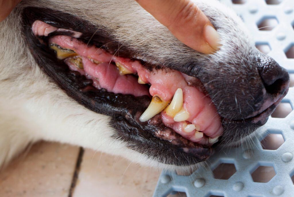 A dog's open mouth showing tartar and receding gums