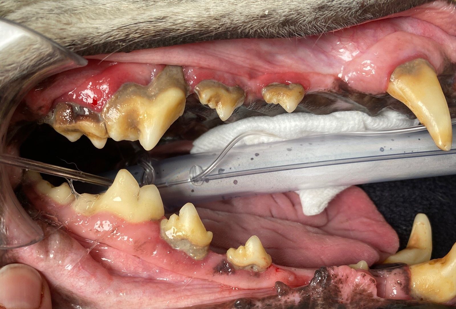 Advanced periodontal disease in a dog: heavy tartar and inflamed gums, measured with a dental probe