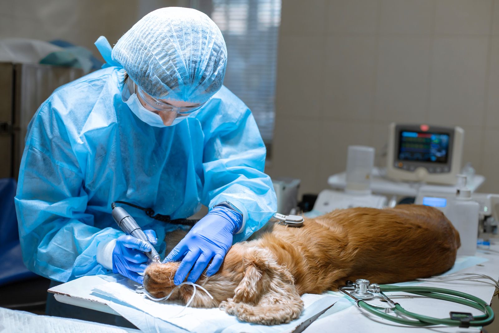 A vet in surgical scrubs cleaning an anaesthetised dog's teeth