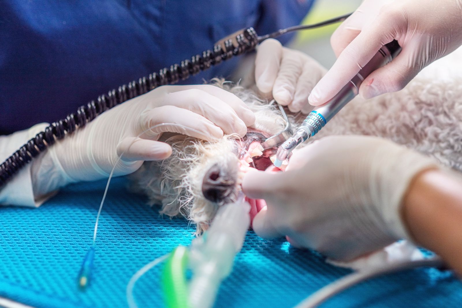 An ultrasonic scaler cleaning a dog's teeth under anaesthetic