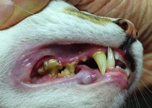 A cat's teeth with yellow-brown tartar along the gumline