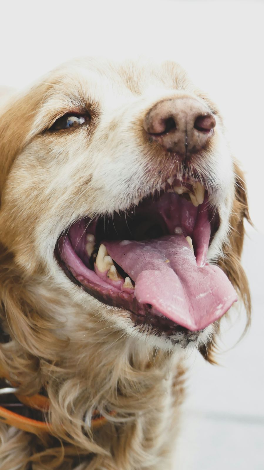 An older golden dog with its mouth open, showing tartar on the back teeth