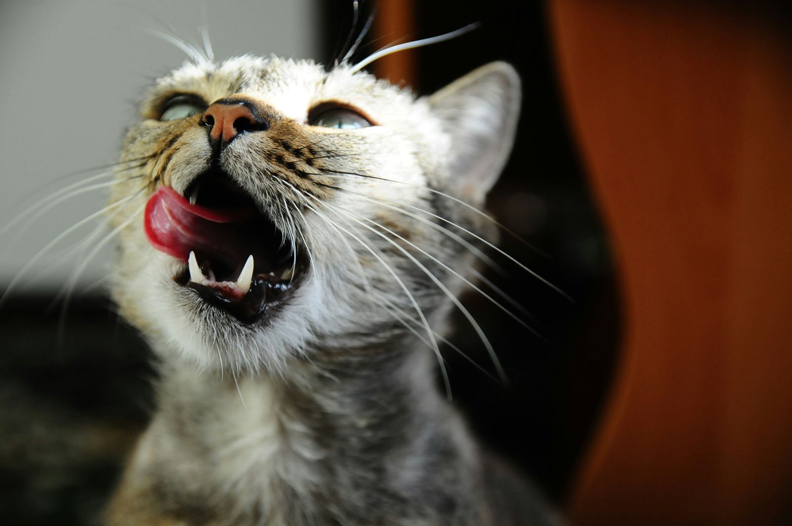 A tabby cat with its mouth open and tongue out