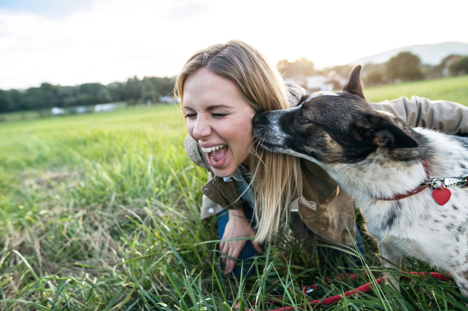 A dog licking a laughing woman's face in a field