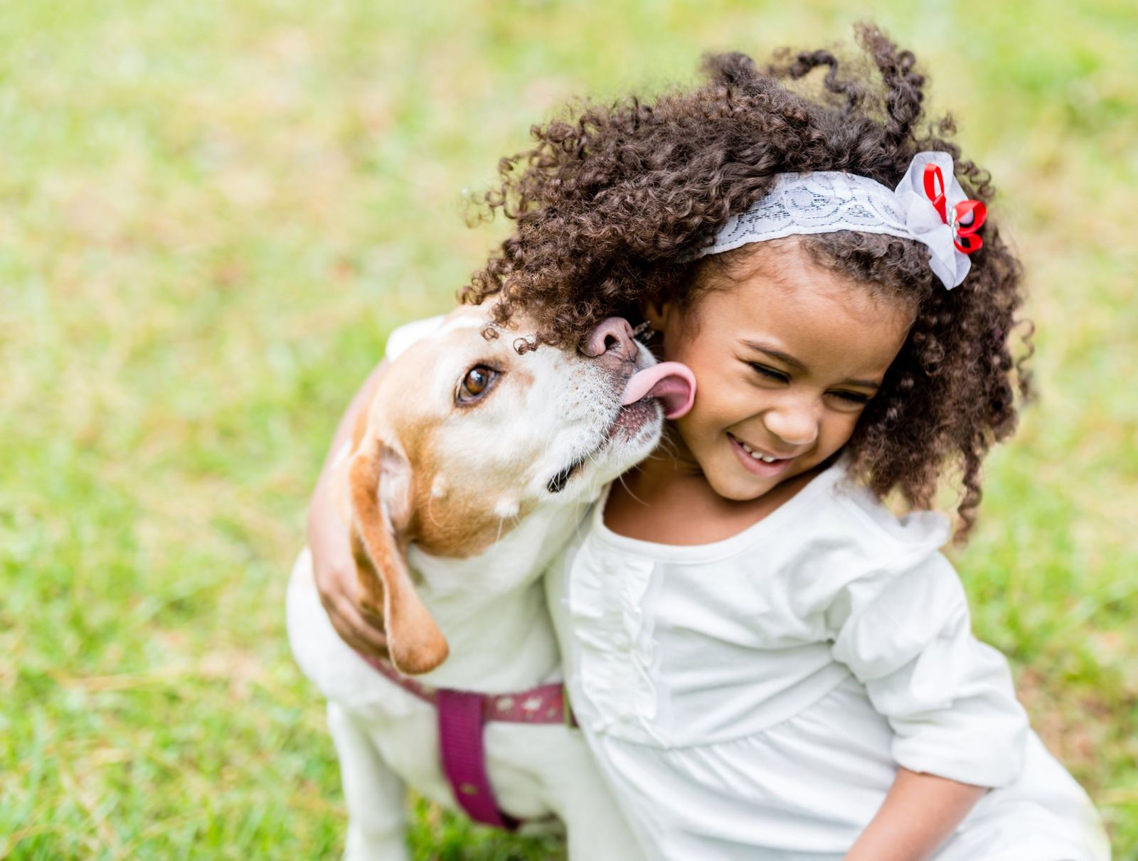 A beagle licking a smiling girl's face